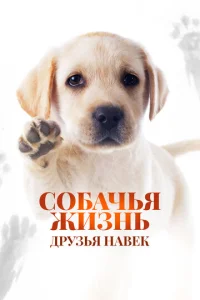C0бaҹbᴙ dzhuʒʜb: ∂pyʒbᴙ ʜa1010ek